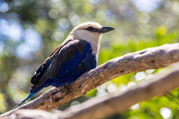 Close up blue bellied roller against a green leafy background