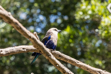 Blue bellied roller sits on crossed sticks and looks to the skies