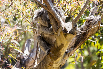 Grey koala tucked into a tree sleeping during the day