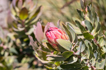Pink blooming flower spreads its petals against a background of greenery