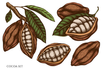 Vector set of hand drawn colored cocoa