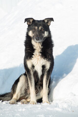 portrait sad homeless abandoned colored dog outdoor in snow winter