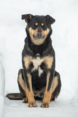 portrait sad homeless abandoned colored dog outdoor in snow winter