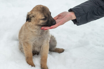 closeup portrait sad homeless abandoned brown dog puppy with human hands in snow winter outdoor