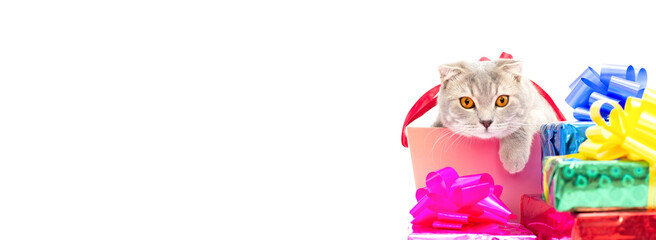 Close up of one grey scottish fold cat laying down on a by bright colorful birthday presents and a party boxes isolated on a white background banner copy space