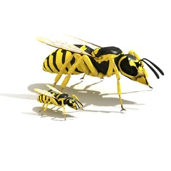 Realistic 3d render of vespula vulgaris