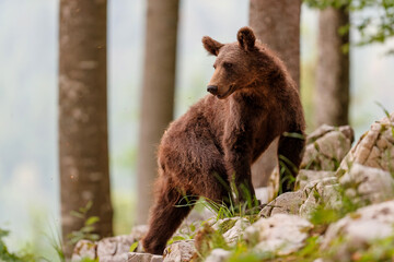 Young wild brown bear looking for food in the forest and mountains of the Notranjska region in Slovenia