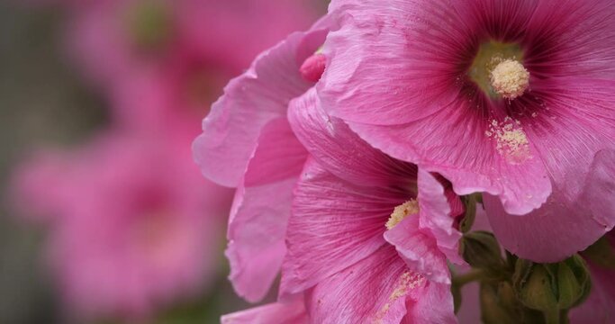 Alcea,  commonly known as the hollyhocks