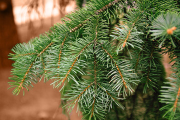 Fir branch on a coral blurred background, close up