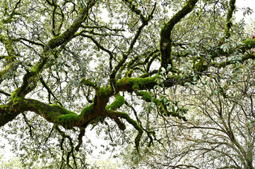 Obraz premium paisaje otoñal