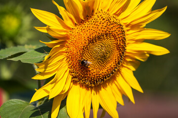 Blooming bright yellow sunflower. Sunflower field at the farm.