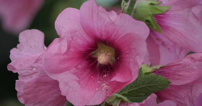 Alcea,  commonly known as the hollyhocks