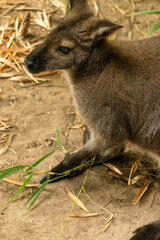 ANIMALES