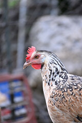 Aves de corral de raza ponedoras andaluzas