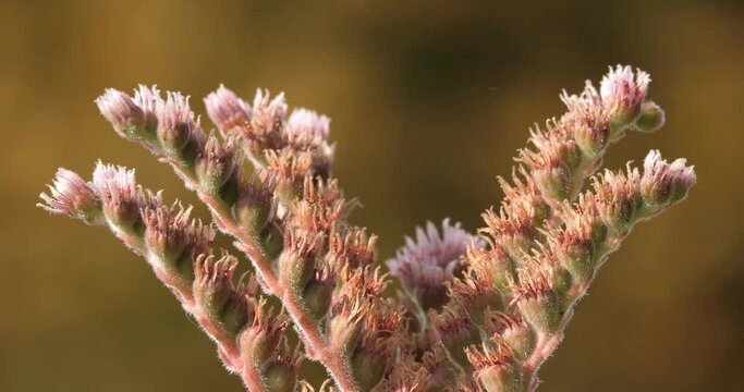 common houseleek is a species of flowering plant in the family Crassulaceae