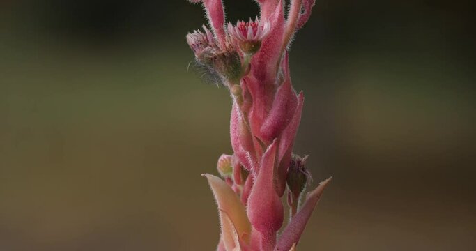 common houseleek is a species of flowering plant in the family Crassulaceae