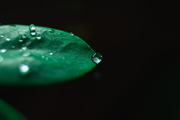 Fototapeta kropla wody na liściu nastrojowo oświetlona obraz