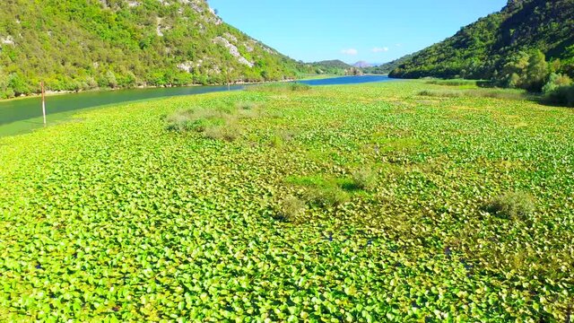 Aerial view on river with green water lilys in Crnojevica river meandering through the marsh among hills on way to lake Skadar.
