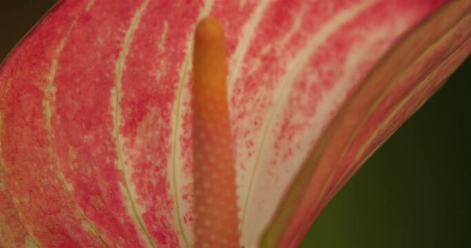 Also known as  anthurium, tailflower, flamingo flower,and laceleaf