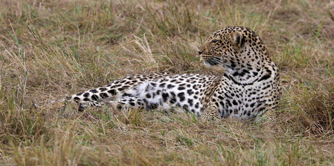 leopard after the hunting