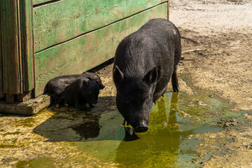 The Republic of Crimea. July 17, 2021. An adult black pig with her piglets.