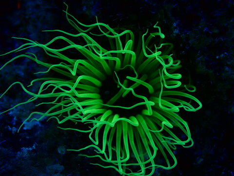  anemone cerianthus membranaceus underwater ocean scenery swing with current picking particules animal behaviour