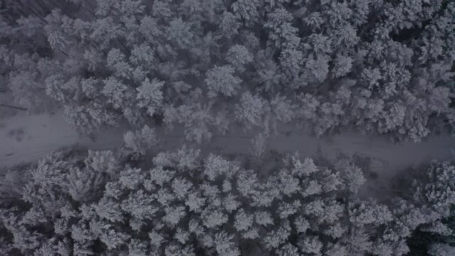 Top view of the winter snow fores