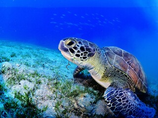 Fototapeta premium sea turtle underwater swim slow with sun beams and rays ocean scenery blue water Chelonia mydas