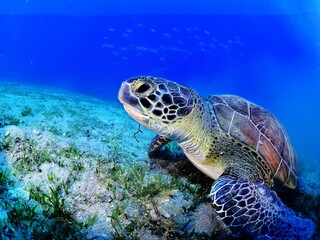 sea turtle underwater swim slow  with sun beams and rays ocean scenery blue water Chelonia mydas