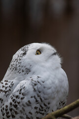 Close-up portrait of Snowy owl (Bubo scandiacus).