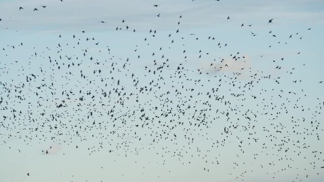 Silhouette of thousands of starlings in flock.
