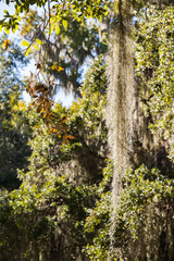Spanish moss on tree limbs