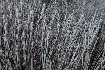 close up of snow covered grass