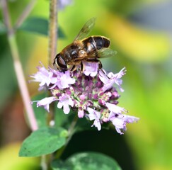Sunbathing Dronefly