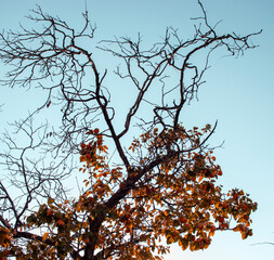 cochina tree against the sky. It has orange fruits.