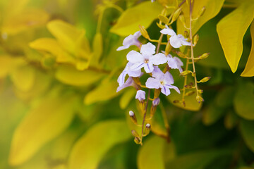 Close up of purple flowers of Duranta repens on blurred yellow leaves background. Pigeon berry