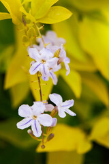 Close up of purple flowers of Duranta repens on blurred yellow leaves background. Pigeon berry
