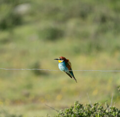 kingfisher on the branch