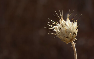 thistle plant, seed head isolated from background.