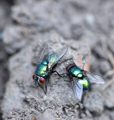 Feeding time for Lucilia sericata