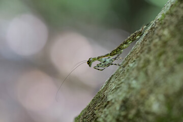 Baum-Mantis, Liturgusa Annulipes, Costa Rica