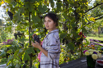 Young beautiful girl harvests ripe grapes in the summer garden