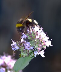 Basil and teh Bee