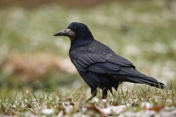 raven on the ground