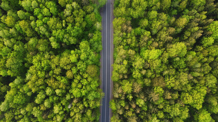 Top view of  green forest landscape wallpaper art. Aerial nature scene of trees and asphalt road banner design. Countryside path trough coniferous wood form above. Adventure travel background