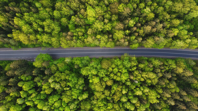 Top down aerial view of a straight road among green forest trees. Transportation and natural scenery background