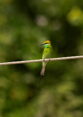 Green Bee Eater