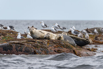 Obraz premium Sea lions on the rocks