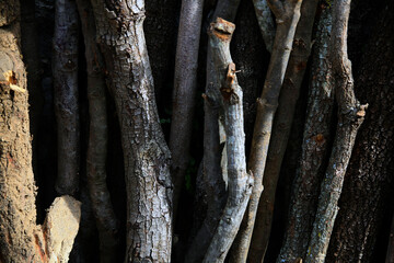 Full frame of vertical pieces of dry wood, ready to fire, illuminated by a pale sun 