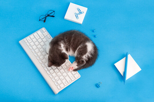 Cute little kitten in sleep on keyboard on working desk place with Stationery, computer. Pet cat sleep on pc keyboard on blue color background. Top view. Concept business, back to school, boring work.